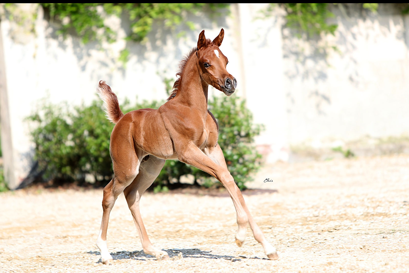 2025 Fabulous Foal Contest