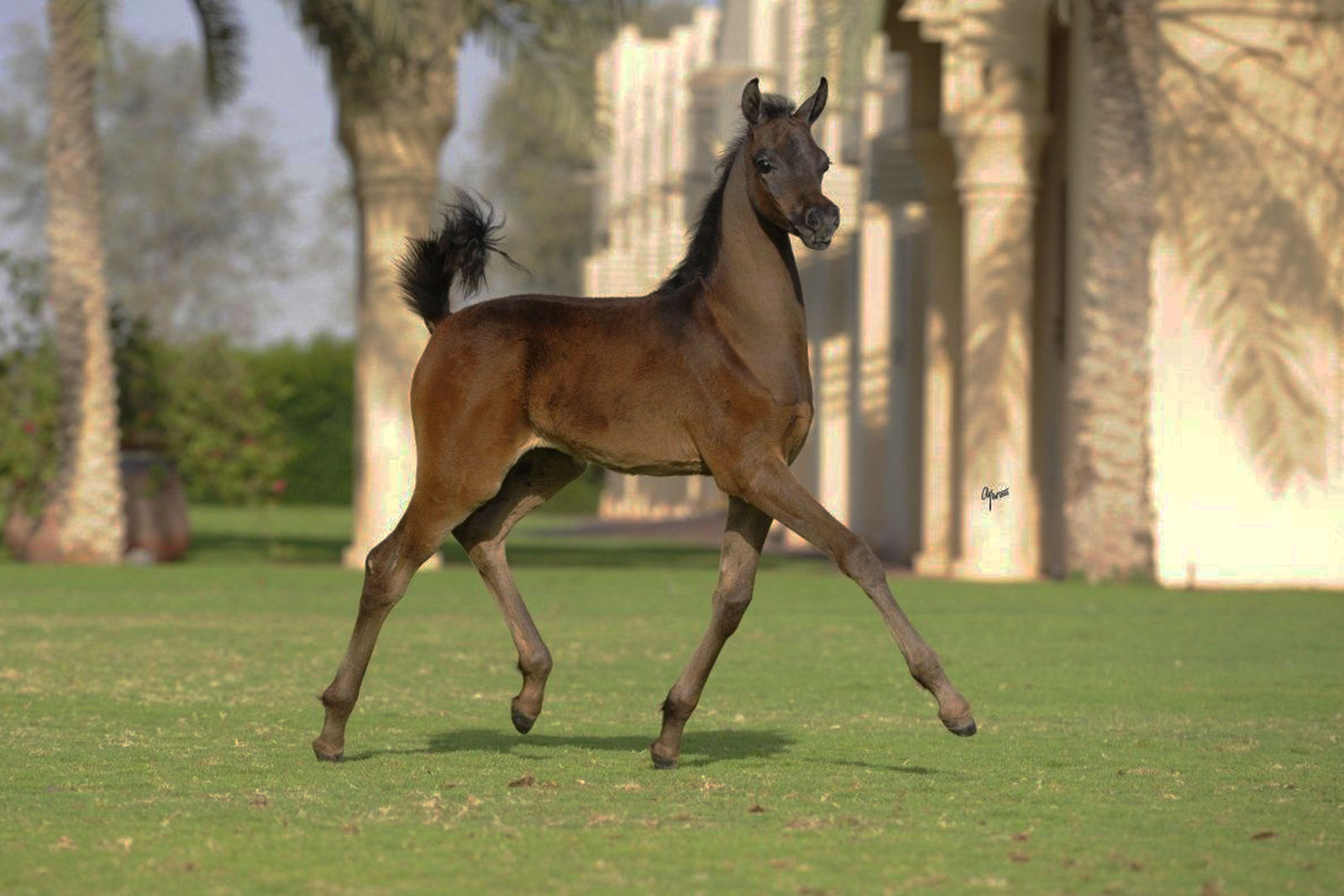 Fabulous Foal Contest