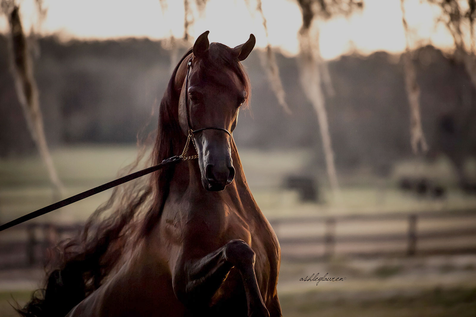 MEDRANO ARABIANS