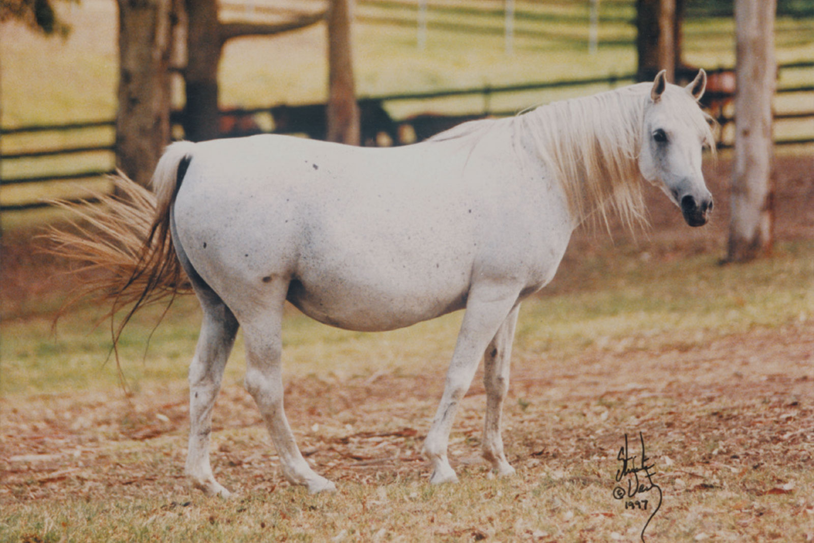 A WALK THROUGH THE HISTORY OF MEANINGFUL STRAIGHT EGYPTIAN MARES