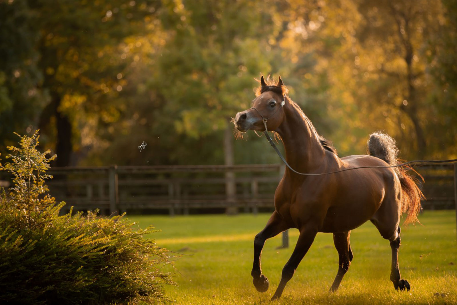 Aristocrat Mares