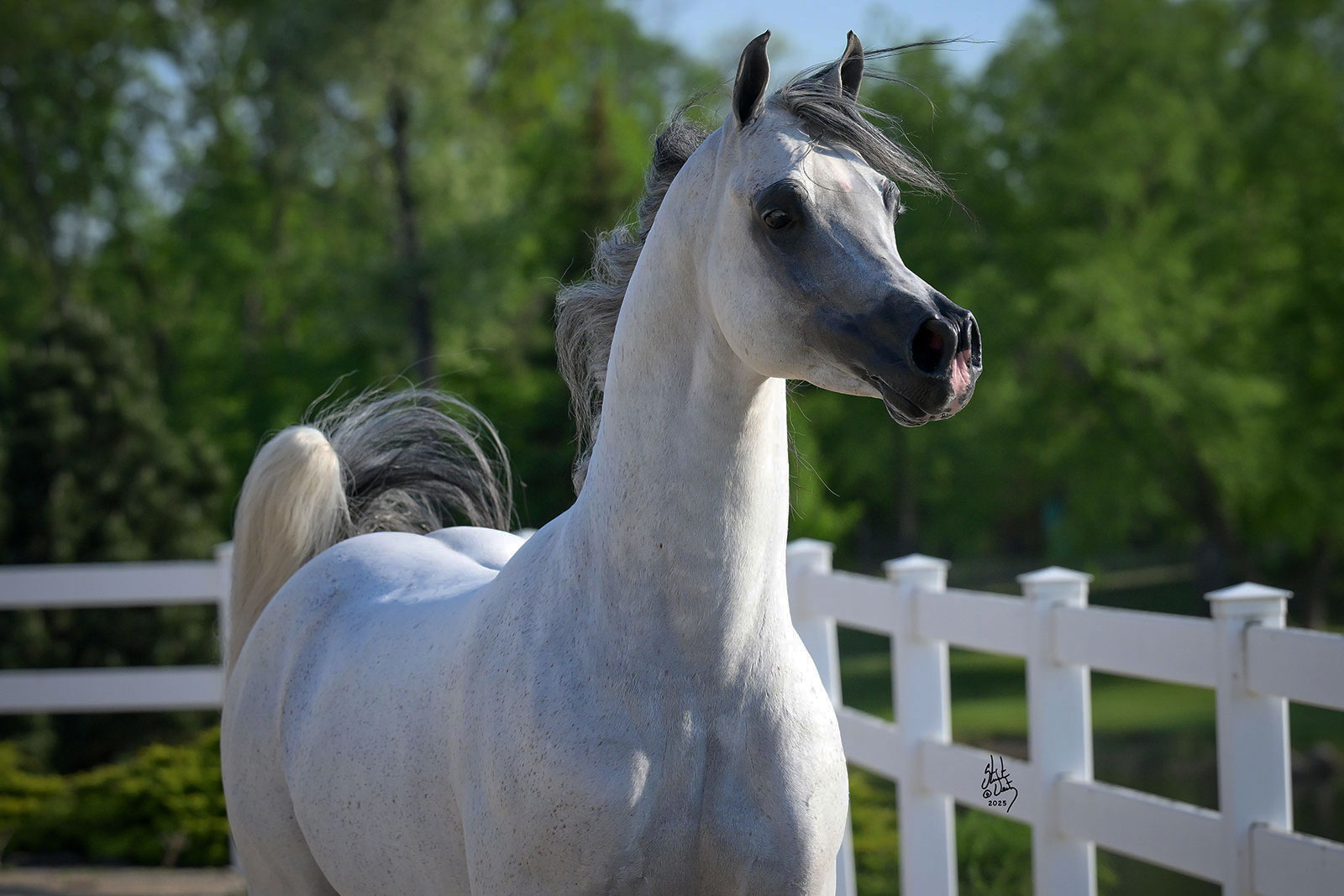SUGAR MAGNOLIA ARABIANS