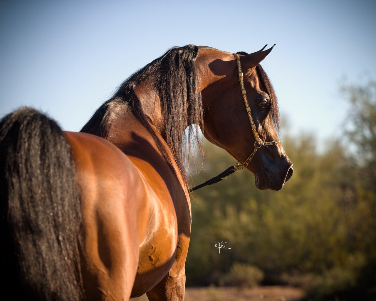 What Color Is Your Horse? Color Genetics: Part 1