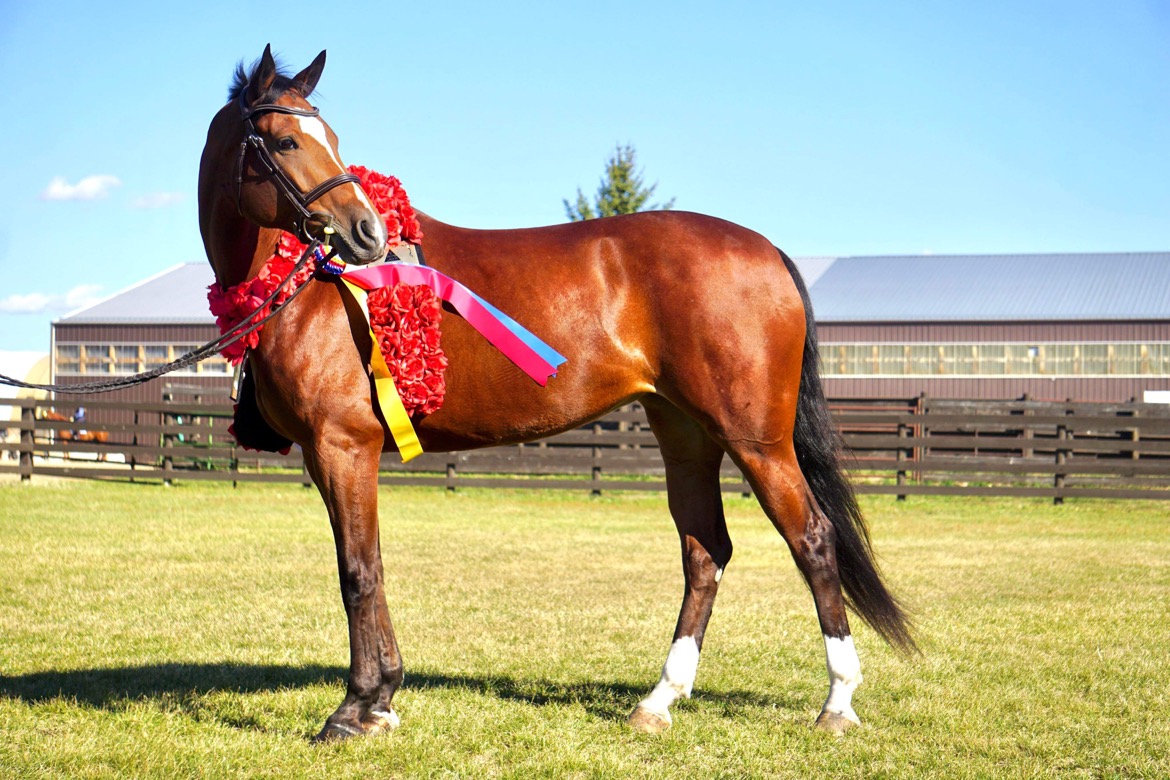 2022 US Sport Horse Nationals Highlights Arabian Horse World