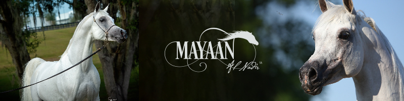 Mayaan-Al-Nadir_Ad_Banner_800x200