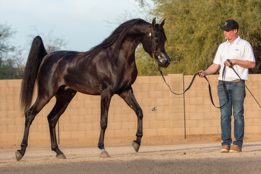 Desert Sky Arabians: A Newfound Passion » Arabian Horse World